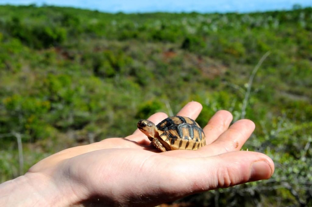 top-30-rarest-animals-in-the-world-2020-fabulaes