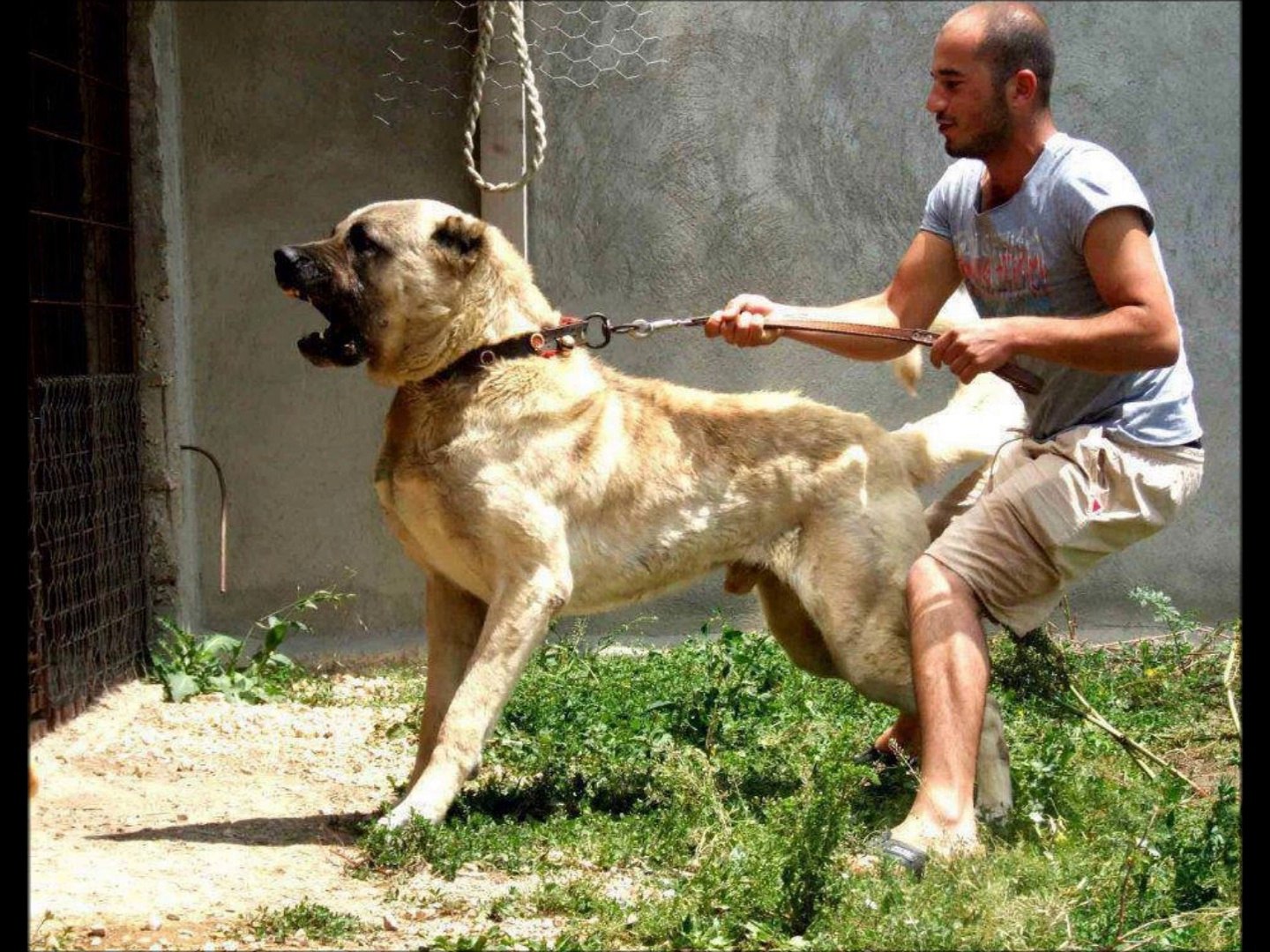 Top 15 Most Aggressive Dogs Breed in the World 2020 – Fabulaes