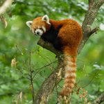 Redpanda Raises Series B Funding