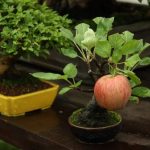Bonsai Apple Tree