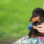 Charming Miniature Dachshund Puppies for Sale